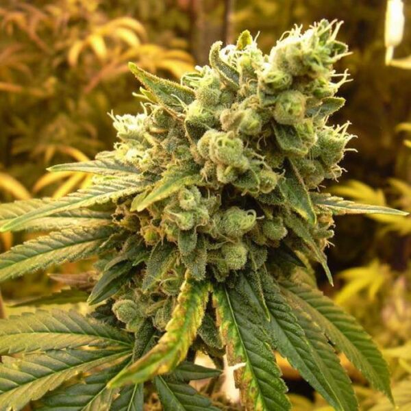 Buy Og Kush Online